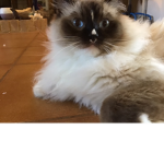 Milo the cat Studios