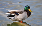 Ducks Only