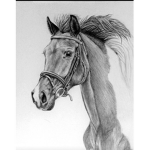 HeartLandStables