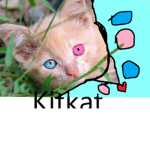 Kitkats Group