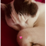 kitty cat group <3 kitty cat lovein' group