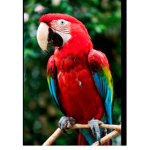 Parrot squad..