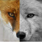 Foxe wolves