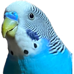 FluffyProduction