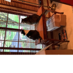 PetsRule