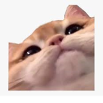 why this cat