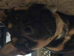 Dog fan Community