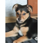 shiba time