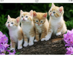Kitty Care