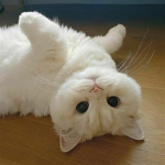 kittty'
