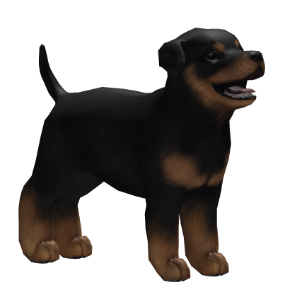 💙 Black Rottweiler Puppy