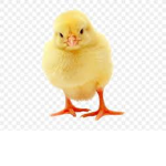 Chicken Industry
