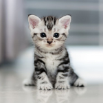Tigerli1313