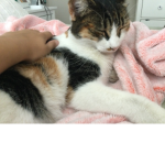 ##catsarethebest