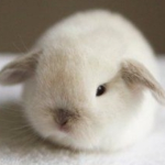 Bunntizers