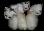 Akiheartscats