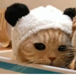 The Cat's <3