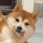 狗狗勾军团