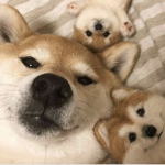 The Blockateers