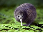 Kiwi Crew (orignal)