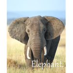 Elephant.