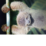 Big team sloth forEVER
