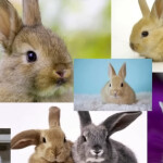 bunny bunni [NEW UPD IG]