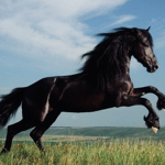 Florence stable