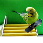 the birdoos