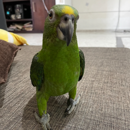 thorsitoo