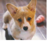 CORGI SQUAD/STITCH SQUAD!