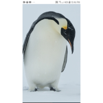 Penguin Cute