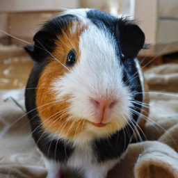 guinea pig leaders