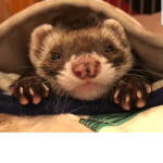 Ferret fan group!!! <3