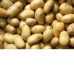 Lil' potatoes!!!