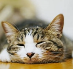 猫の集まり