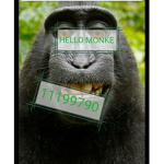 HEllO MONKE
