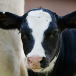 Fridly's Cow Pasture