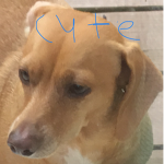 Cute puppy grou