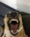 troll face roblox