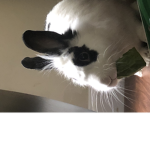 Bunny Nest