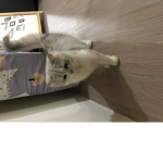 貓貓軍團