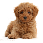 Toy poodle squad