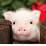 Piglet life