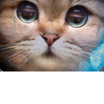 Space kitty cats