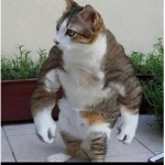 Life is just like a meme there great