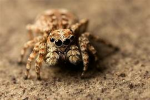 Spider_humans