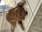 Juju boo