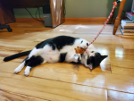 kitttttttttttttttttttttyyyyyyyssssssssssssssssssss