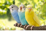 Bird-squad